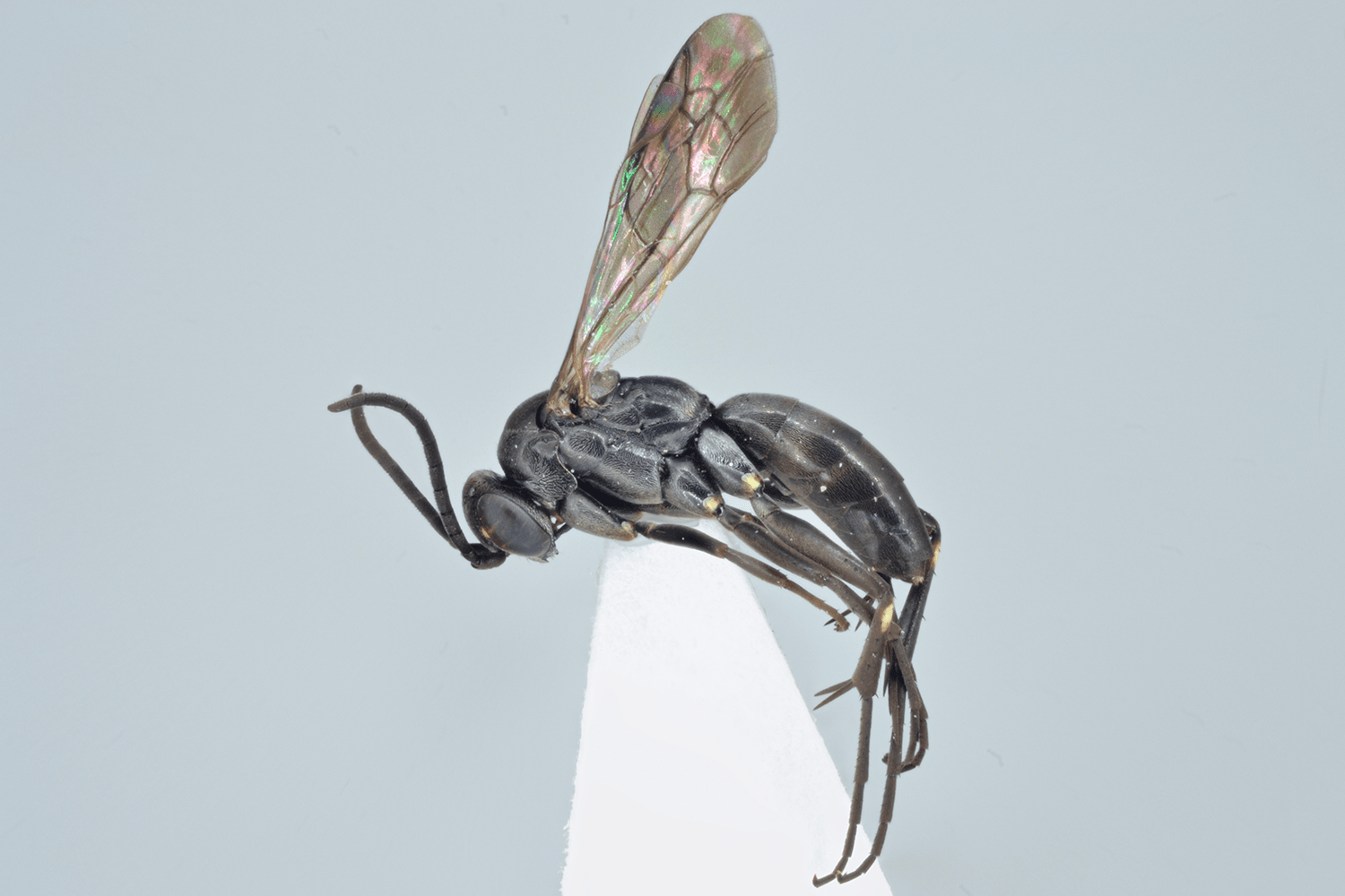 Agenioideus cinctellus